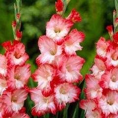 Pembe-Beyaz Gladiolus Pink Lady Glayör Çiçeği Soğanı (4 adet)