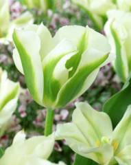 Özel Spring Green Lale Soğanı (5 adet)