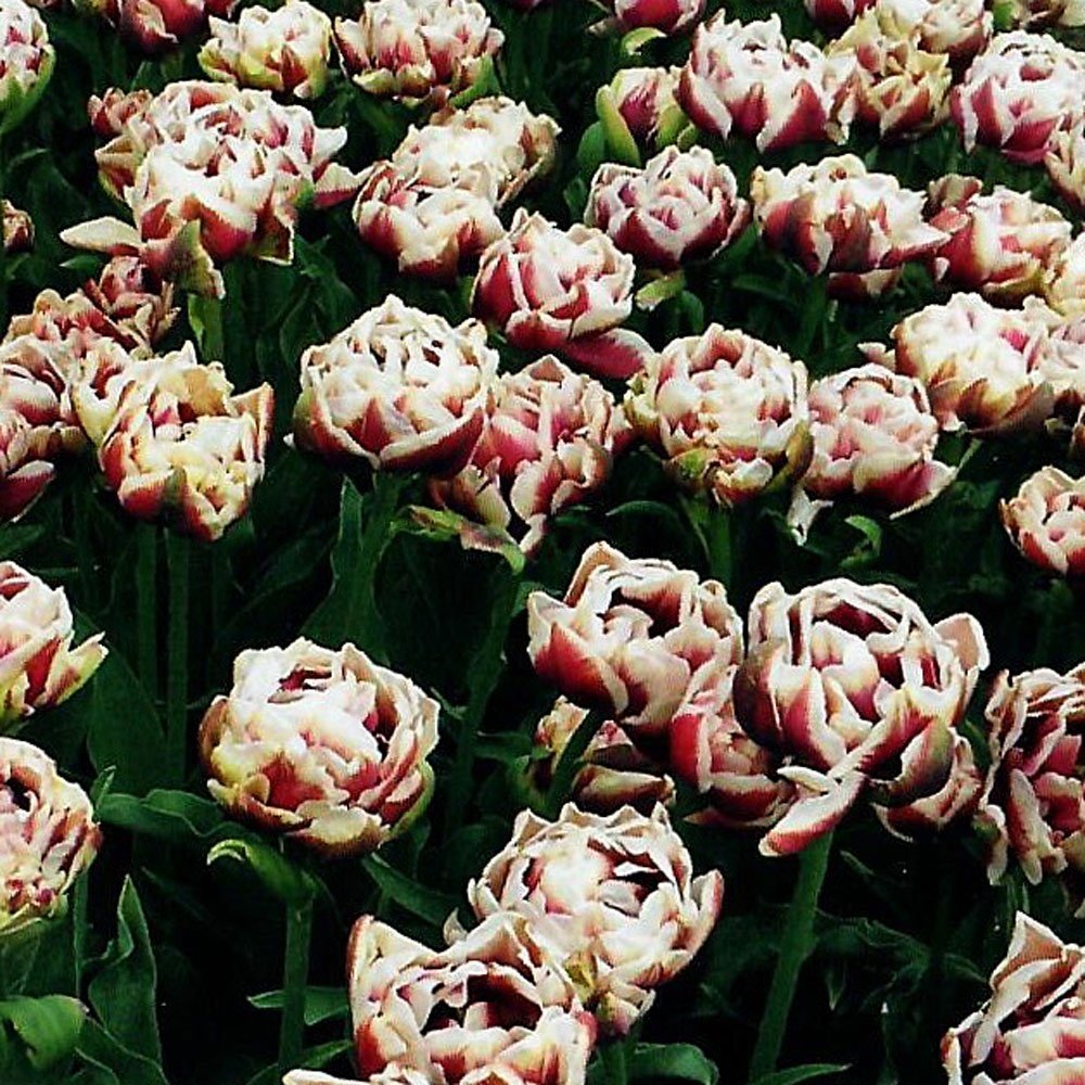 Özel Wyndham Katmerli Lale Soğanı (5 adet)