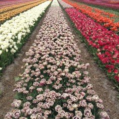 Özel Wyndham Katmerli Lale Soğanı (5 adet)