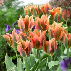 Özel Renk Artist Pastel Renkli Lale Soğanı (5 adet)