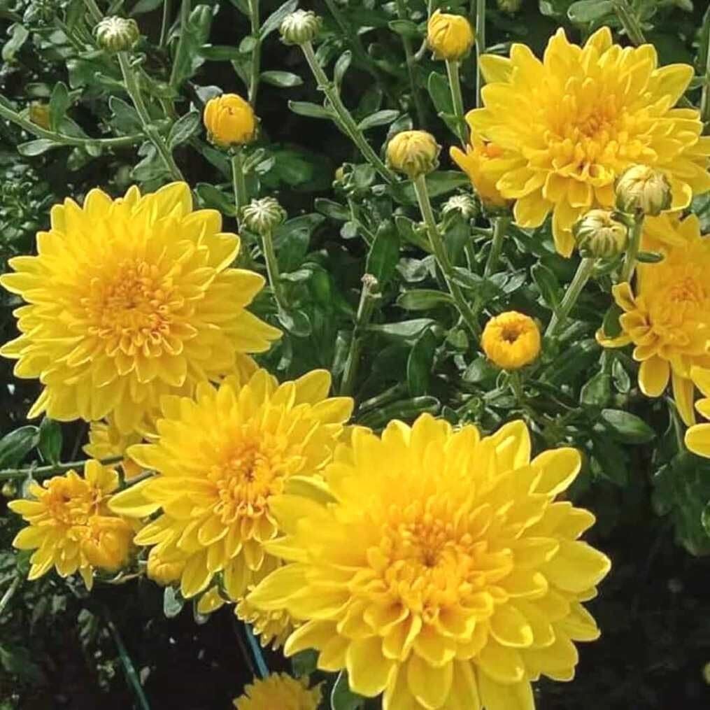 Özel Çeşit Cayman Yellow Katlı Kasımpatı Krizantem Çiçeği Fidesi (1 Fide)