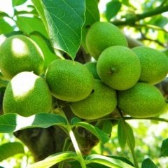 Tüplü Aşılı Bol Verimli Fernor Ceviz Fidanı