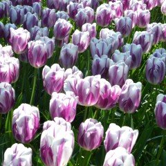 Özel Striped Flag Lale Soğanı (5 adet)