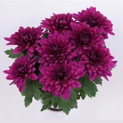 Özel Çeşit Vido Purple Katlı Kasımpatı Çiçeği Fidesi (1 Fide)