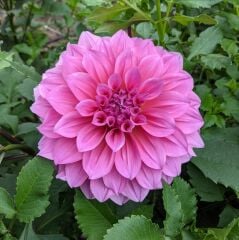 Dev Çiçekli Arthur Hambley Dahlia Yıldız Çiçeği Yumrusu (1 adet )