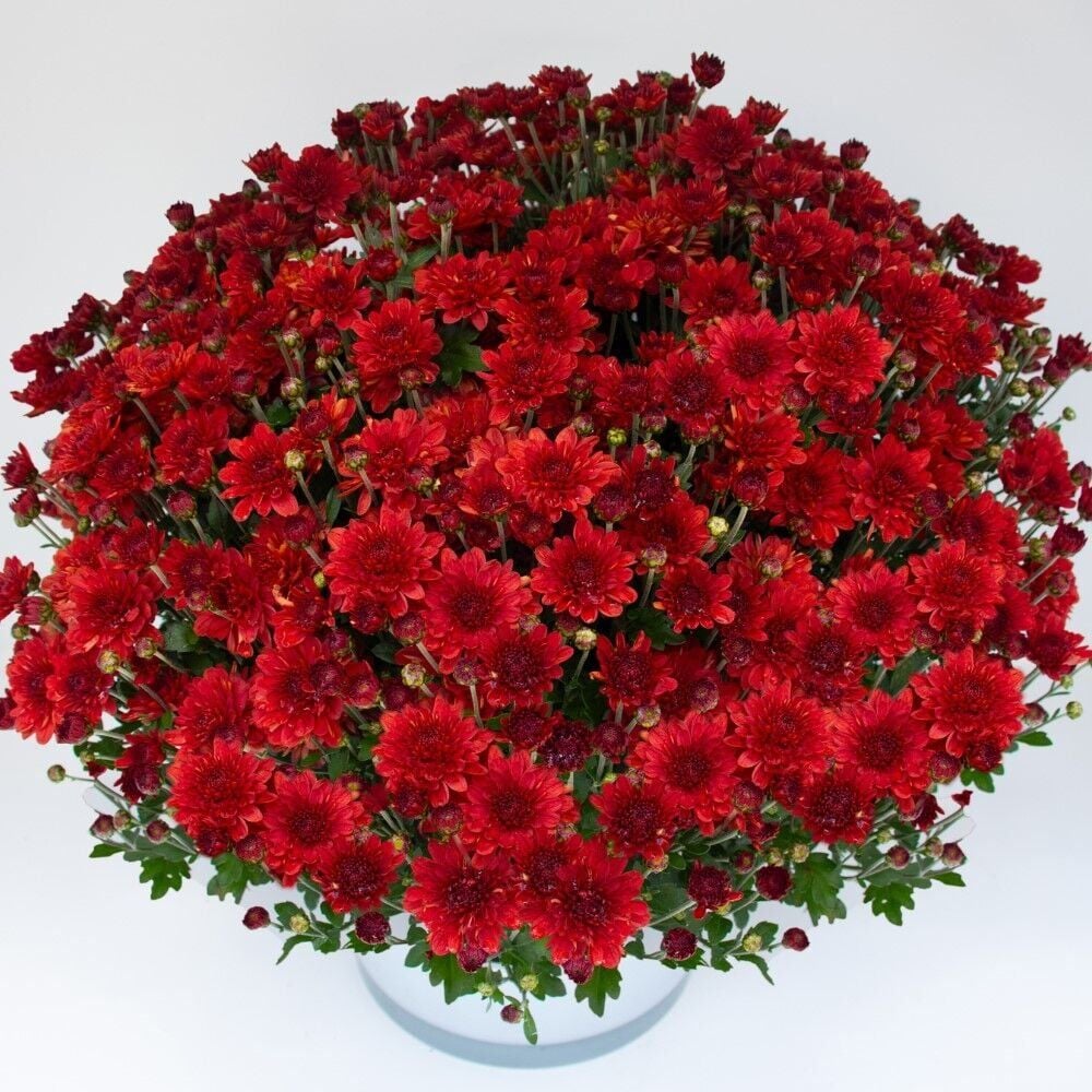 Özel Çeşit Branroyal Scarlet Kasımpatı Çiçeği Fidesi (1 Fide)