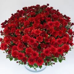 Özel Çeşit Branroyal Scarlet Kasımpatı Çiçeği Fidesi (1 Fide)