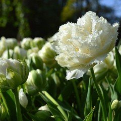 Snow Crystal Beyaz Fırfırlı Lale Soğanı (5 adet)