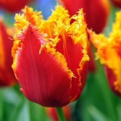 Fringed Beauty Fırfırlı Lale Soğanı (5 adet)