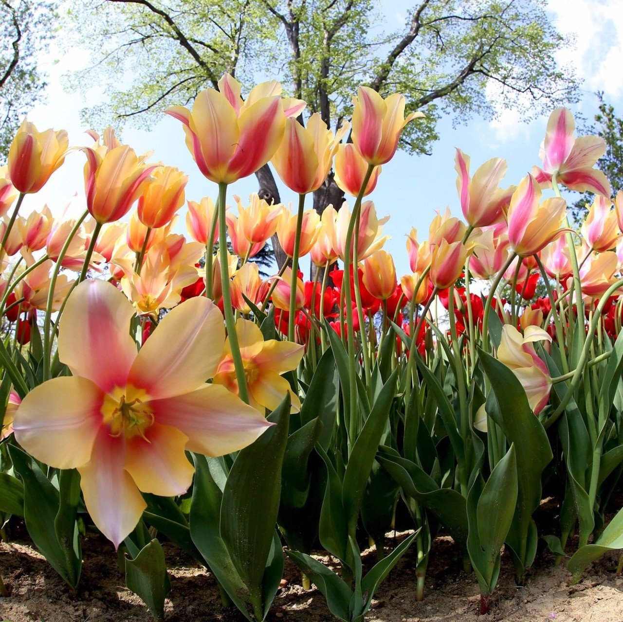 Özel Uzun Miskodeed İri Kafa Lale Soğanı (5 adet)