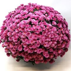 Özel Çeşit Branglobe Pink Pembe Kasımpatı Çiçeği Fidesi (1 Fide)