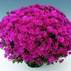 Özel Çeşit Branroyal Pink Pembe Kasımpatı Çiçeği Fidesi (1 Fide)