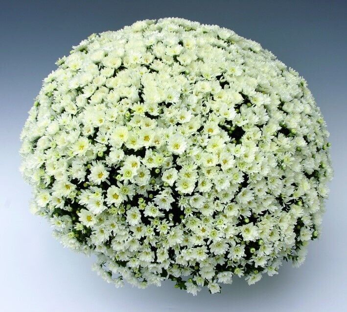Özel Çeşit Branroyal White Beyaz Renkli Kasımpatı Çiçeği Fidesi (1 Fide)