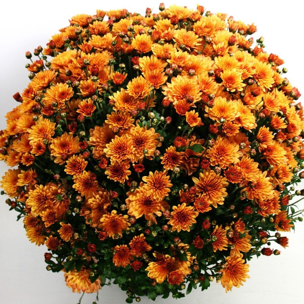 Özel Çeşit Bransound Dark Orange  Kasımpatı Krizantem Çiçeği Fidesi (1 Fide)