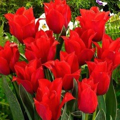 Özel Rob Verlinden Lale Soğanı (5 adet)