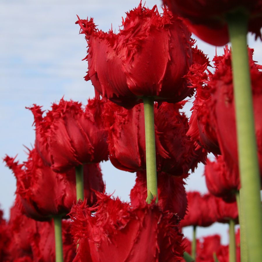 Barbados Kırmızı Fırfırlı Lale Soğanı (5 adet)