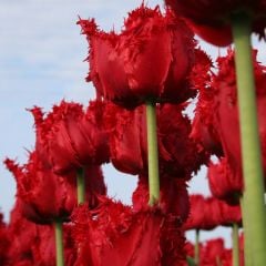 Barbados Kırmızı Fırfırlı Lale Soğanı (5 adet)