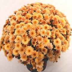 Özel Çeşit Branfountain Apricot Kasımpatı Krizantem Çiçeği Fidesi (1 Fide)