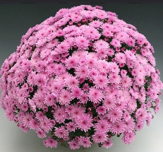 Özel Çeşit Branfountain Pink Kasımpatı Krizantem Çiçeği Fidesi (1 Fide)