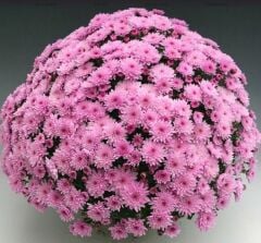 Özel Çeşit Branfountain Pink Kasımpatı Krizantem Çiçeği Fidesi (1 Fide)
