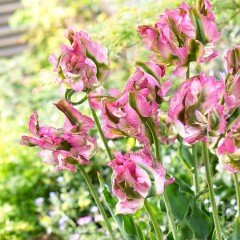 Green Wave Katmerli Lale Soğanı (5 adet)