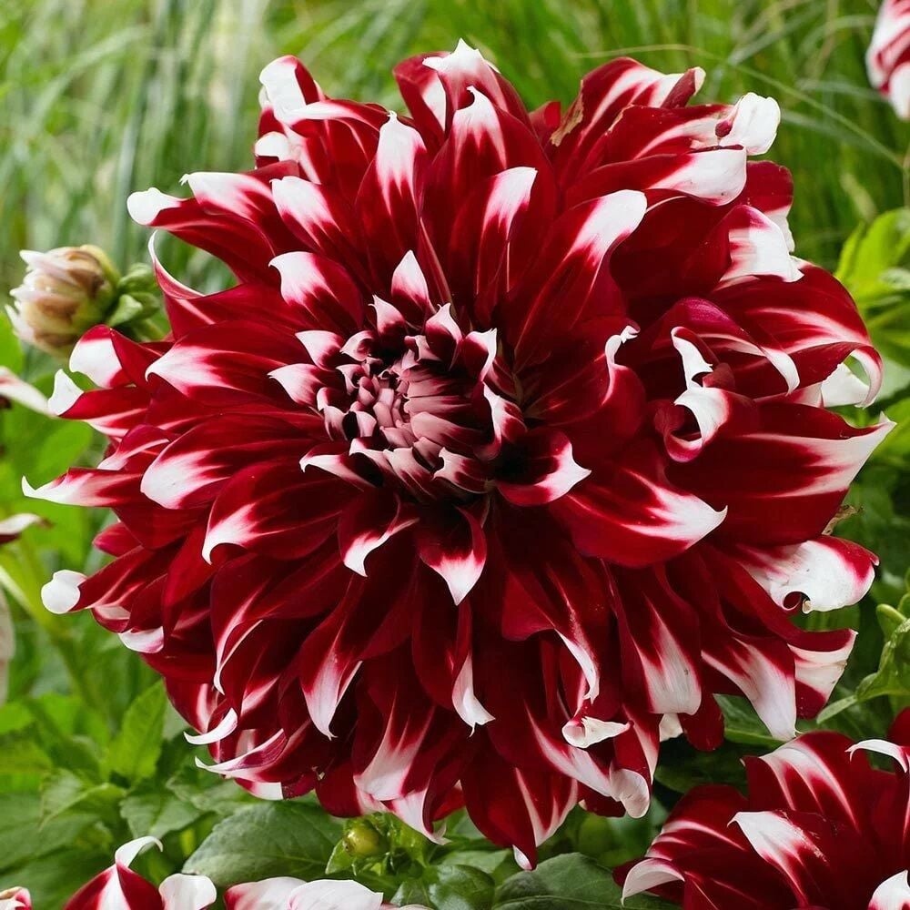 Dev Çiçekli X-Factor Dahlia Yıldız Çiçeği Yumrusu (1 adet )