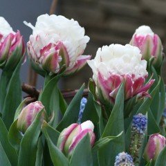 Özel İce Cream İri Çiçekli Külah Şeklinde Lale Soğanı (3 adet)