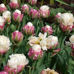 Özel İce Cream İri Çiçekli Külah Şeklinde Lale Soğanı (3 adet)