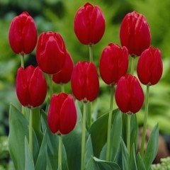 İri Goncalı Prominence Lale Soğanı (5 adet)