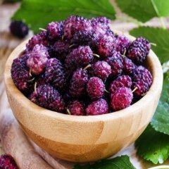 Tüplü Aşılı Yediveren Bol Verimli Mor Malatya Dut Fidanı