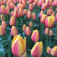 Sahara Rally Lale Soğanı (5 adet)