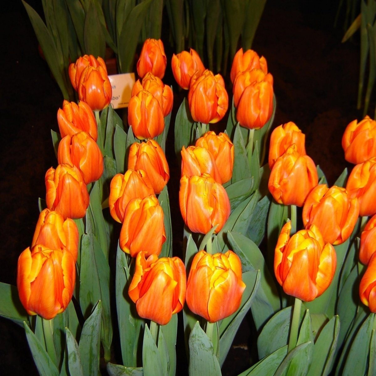 Pako Orange Lale Soğanı (5 adet)