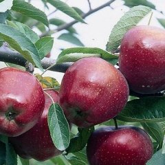 Tüplü Aşılı Verimli Mayhoş Arapkızı Elma Fidanı
