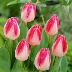 Page Polka Lale Soğanı (5 adet)