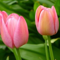 Wendy Love Lale Soğanı (5 adet)