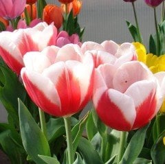 Aspen Kırmızı Beyaz Lale Soğanı (5 adet)