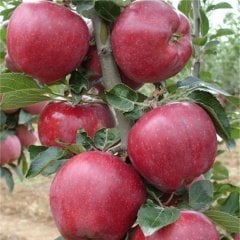 Tüplü Aşılı Yüksek Verimli Starking Elma Fidanı