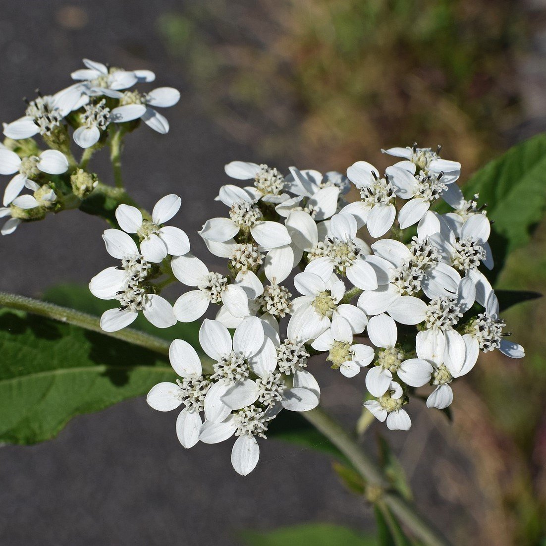 Common Boneset Çiçeği Tohumu(50 tohum)