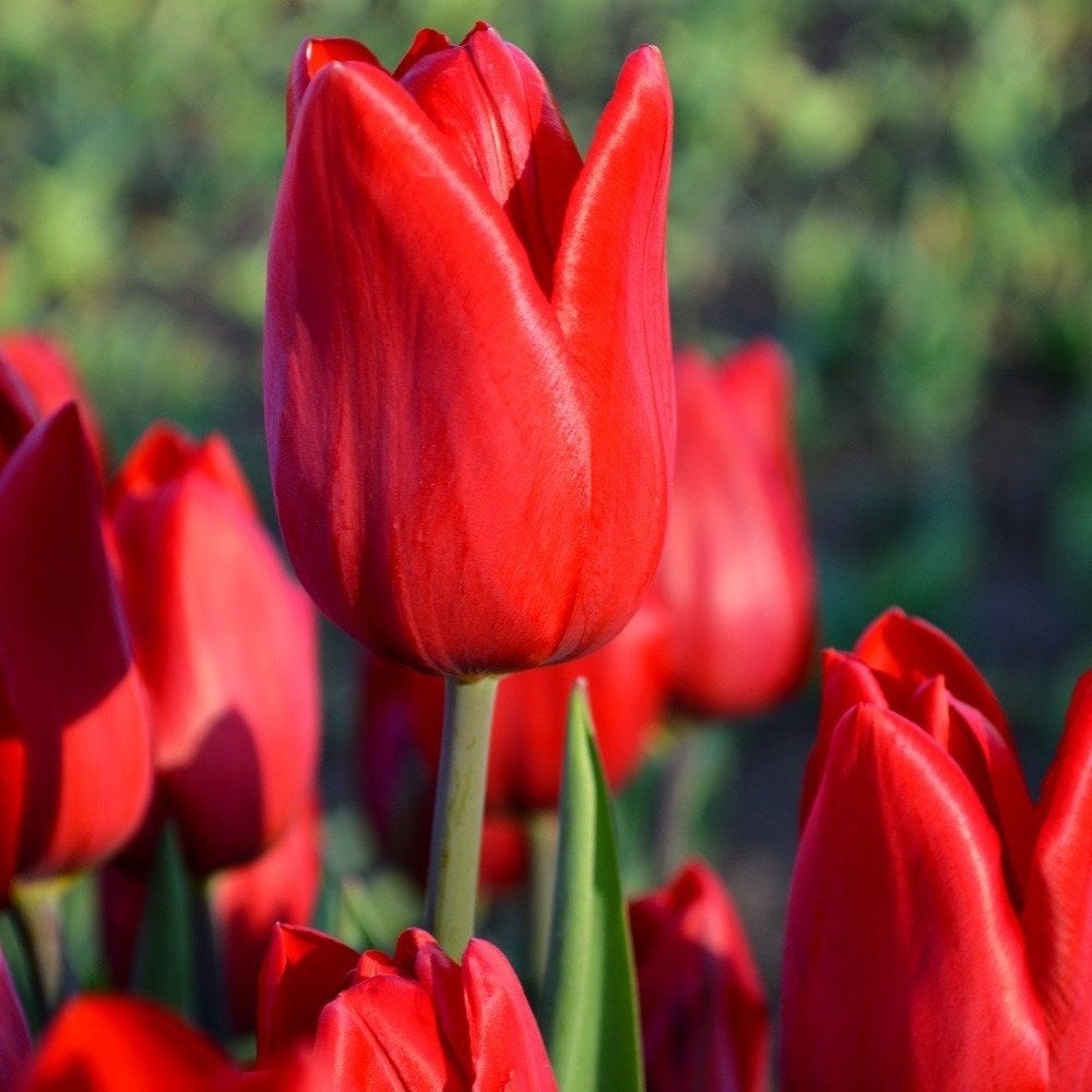 Ben Van Zanten Lale Soğanı (5 adet)