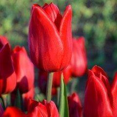 Ben Van Zanten Lale Soğanı (5 adet)