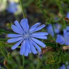 Blue Yabani Hindiba Çiçeği Tohumu(100 adet)