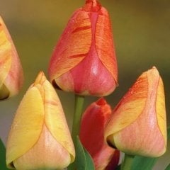 Özel Çeşit Gudoshnik Lale Soğanı (5 adet)