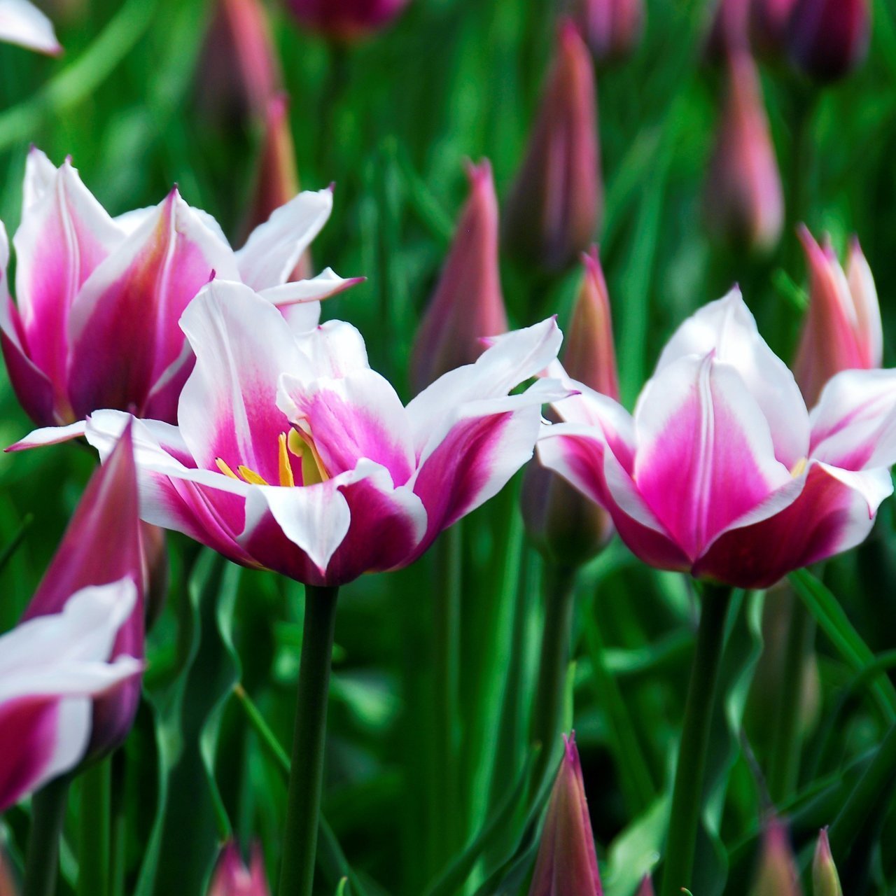 Özel Çok İri Kafa Ballade Lale Soğanı (5 adet)