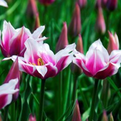 Özel Çok İri Kafa Ballade Lale Soğanı (5 adet)