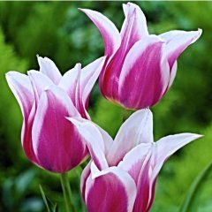 Özel Çok İri Kafa Ballade Lale Soğanı (5 adet)