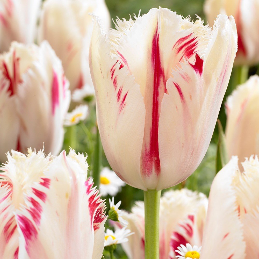 Carousel Fırfırlı Lale Soğanı (5 adet)