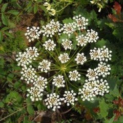 İlaçsız Anason Tohumu (1 kg)