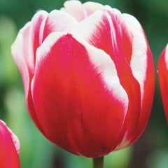 Özel Leen Van Der Mark Kırmızı Beyaz Lale Soğanı (5 adet)