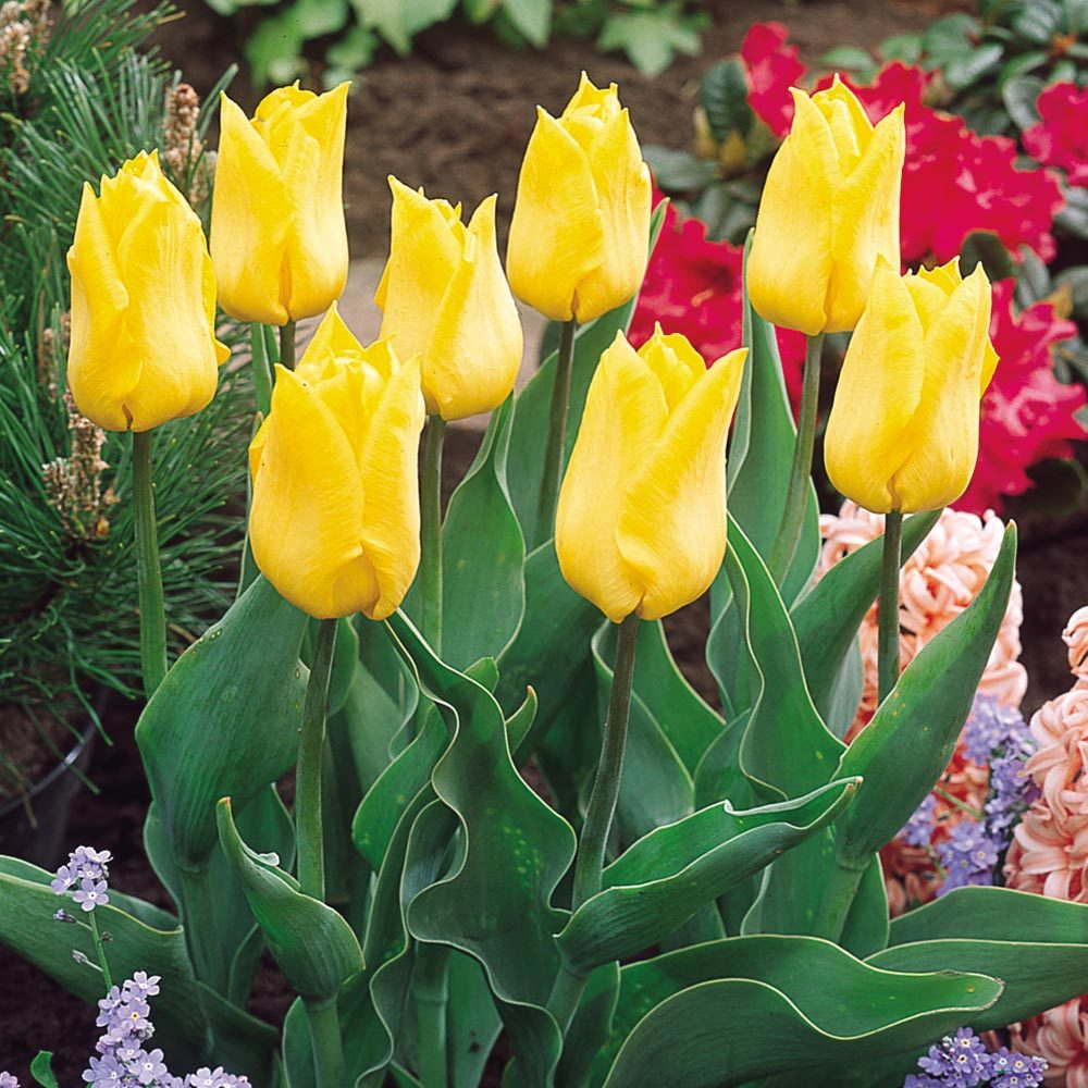 Yellow Yokohama Sarı Lale Soğanı (5 adet)